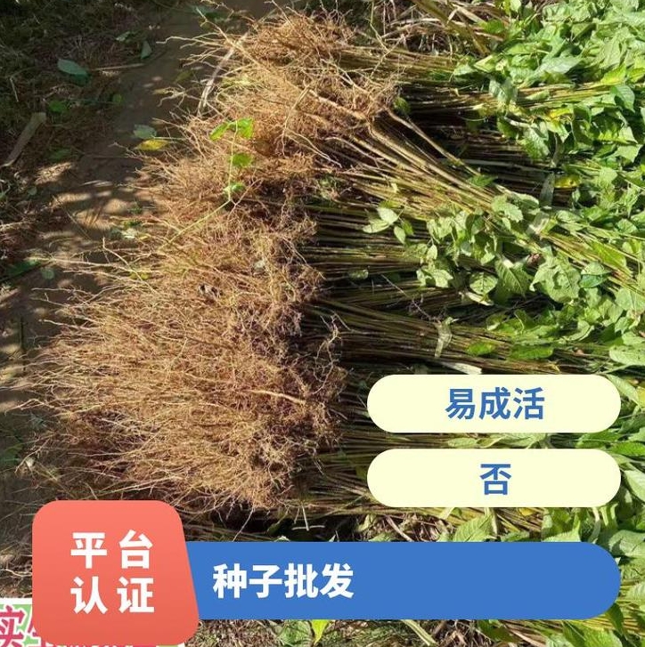 三农苗木类批发品种高产良种药材苗类型死苗免费补发